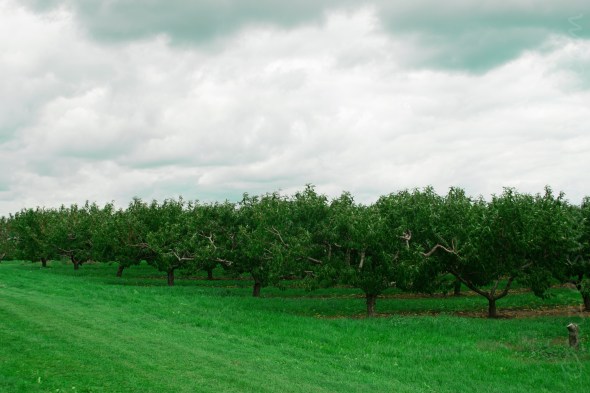 orchard landscape